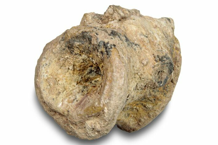 Fossil Synapsid (Lupeosaurus) Vertebra - Texas #251365